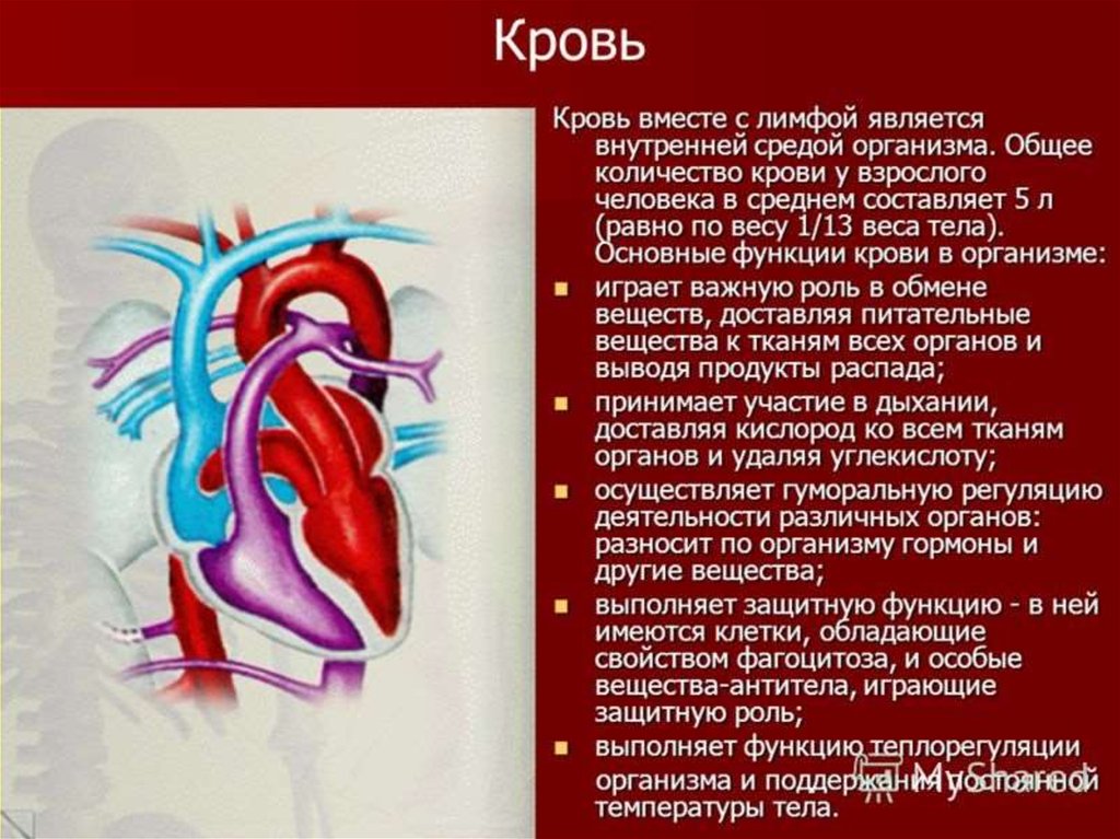 Роль кровообращения в организме. Кровеносная система. Кровеносная система кровь. Кровеносная система презентация. Кровь и кровеносная система презентация.