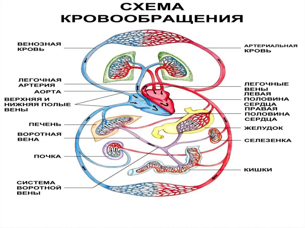 Схема кровообращения. Круги кровообращения презентация. Движение крови по кругам кровообращения. Презентация кровеносные сосуды круги кровообращения. Круги кровообращения ЕГЭ биология.