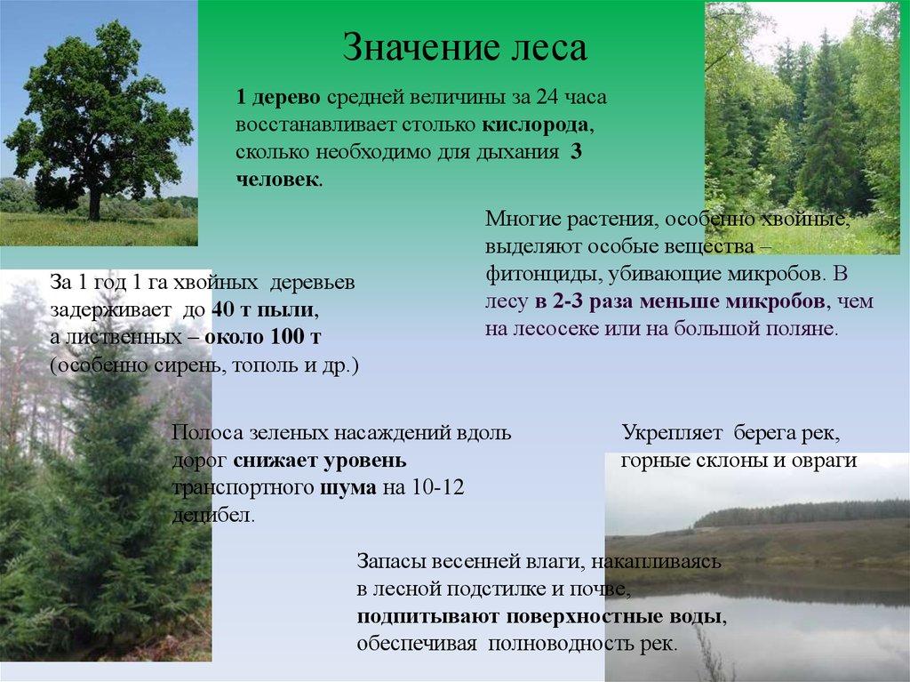 Значение леса