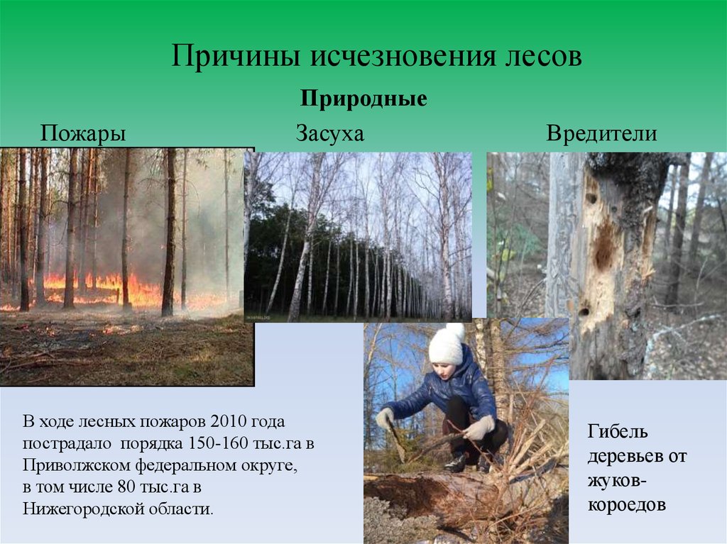 Причины исчезновения лесов