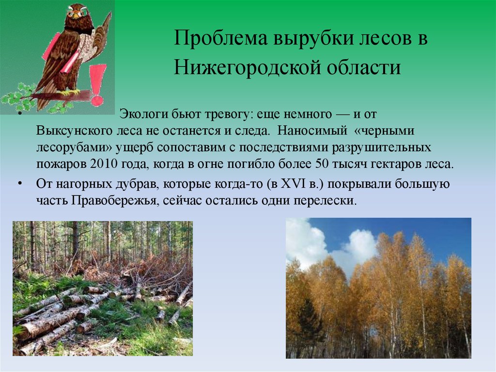 Проблема вырубки лесов в Нижегородской области