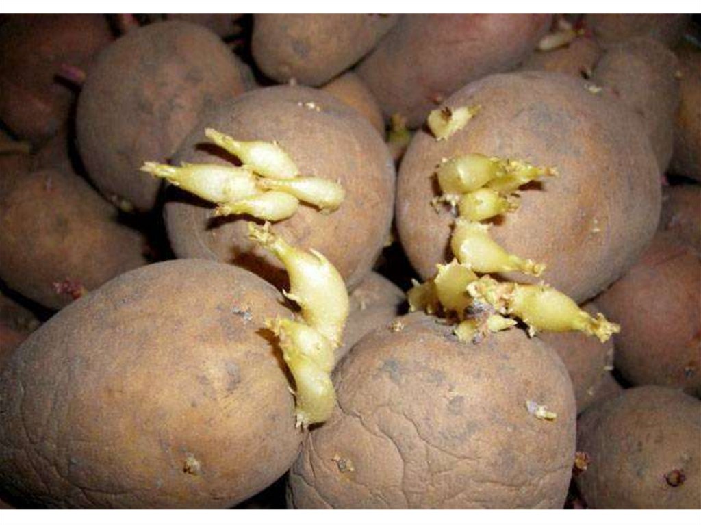 Проращивать картофель в темноте или на свету. Прорастание Глазков картофеля. Пророщенный клубень картофеля. Картошка с ростками. Семенная картошка.