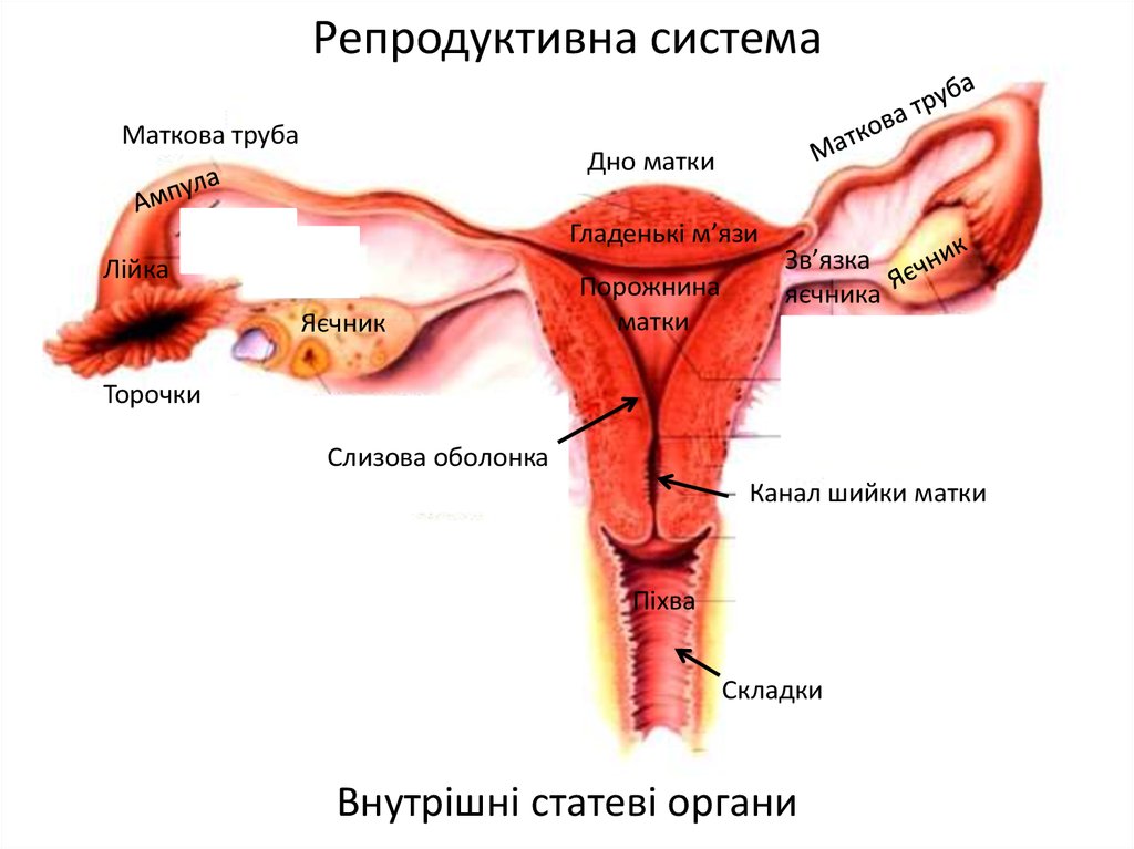Реферат: Анатомія жіночих статевих органів