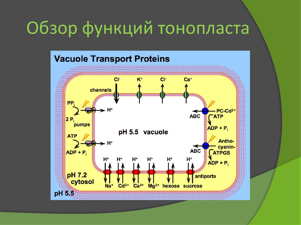 Тонопласт