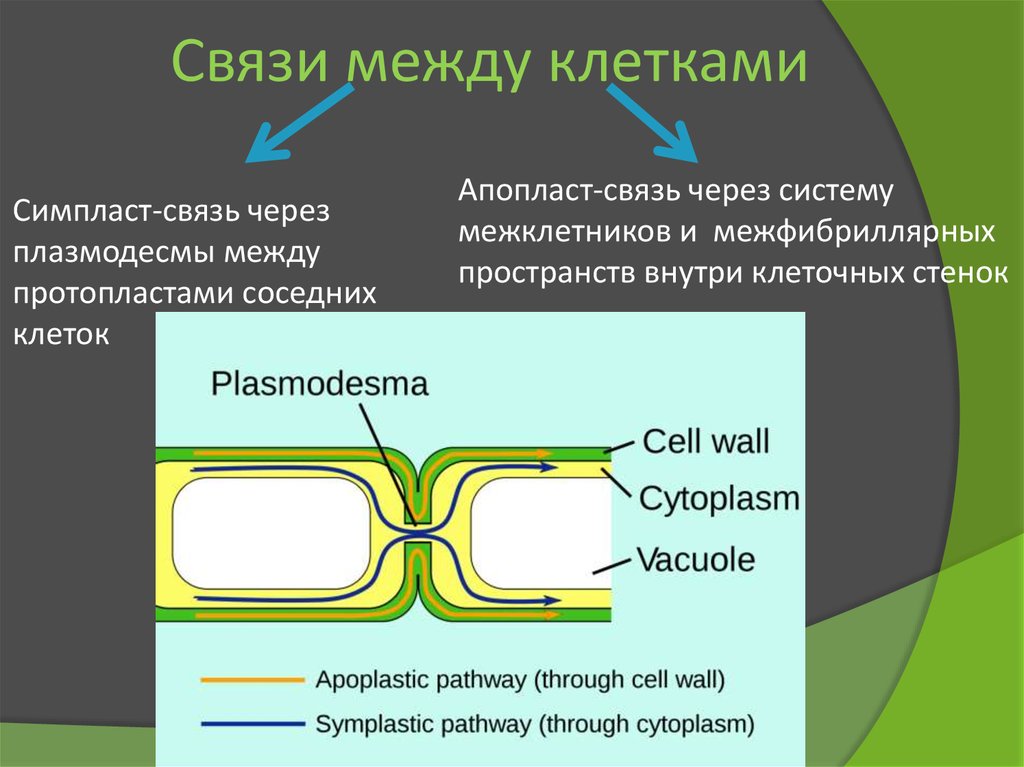 Связь между клетками растительная клетка