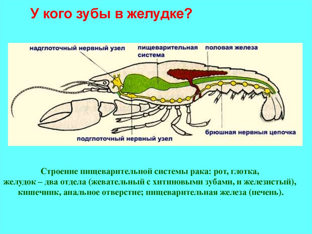 Органы зрения у членистоногих. Пищеварительная система ракообразных 7 класс. Строение ракообразных печень. Особенности строения пищеварительной системы ракообразных. Брюшная нервная цепочка у ракообразных.