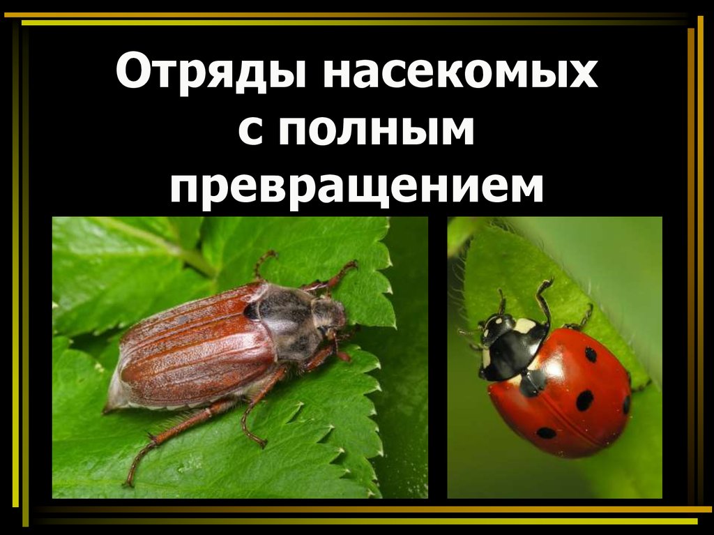 Отряды насекомых превращение. Отряды насекомых с полными преврашение. Насекомые с полным превращением жесткокрылые. Отрядынасекомыъх с полным превращением. Полное превращение жука.