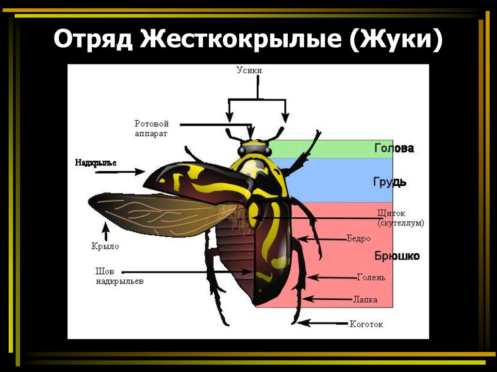 Строение насекомых жука. Внешнее строение жесткокрылых насекомых. Внутреннее строение жесткокрылых. Отряд жесткокрылые строение. Жесткокрылые жуки строение.