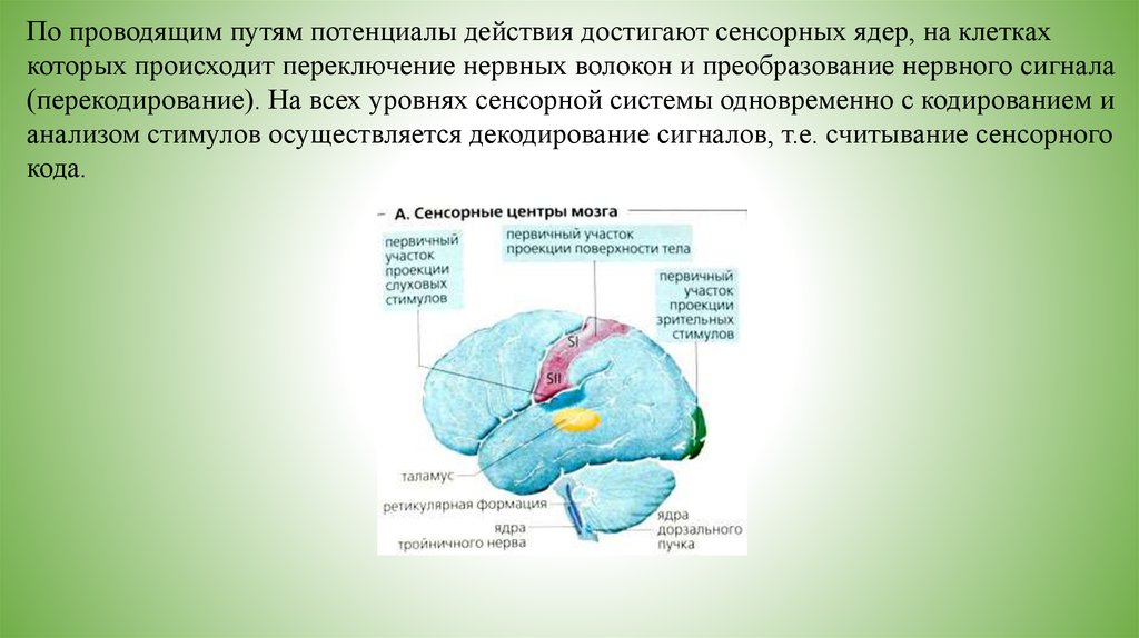 Проводящие пути сенсорной системы. Функциональная роль различных отделов сенсорных систем.. Первично сенсорные ядра. Сенсорных проводящих путей. Расшифровка нервного сигнала происходит.