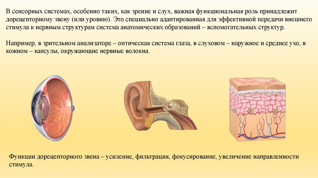 Функциональная роль. Функциональная роль различных сенсорных. Функциональная роль различных отделов сенсорных систем.. Дорецепторное звено глаза. Дорецепторный отдел сенсорной системы.