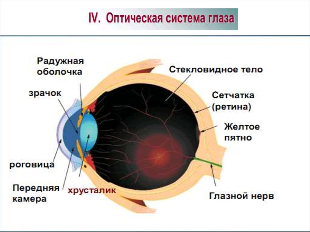 Оптическая система глаза. Оптическая система глаза функции. К оптической системе глаза относится. Оптическая система глаза обеспечивает. Какое образование относят к оптической системе глаза