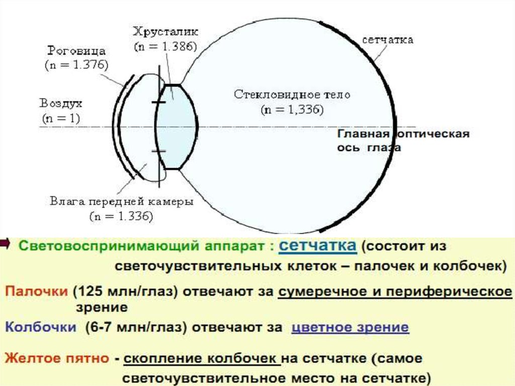 Оптическая система глаза. Оптическая система глаза состоит. Оптическая система глаза таблица. Оптическая система глаза представлена.