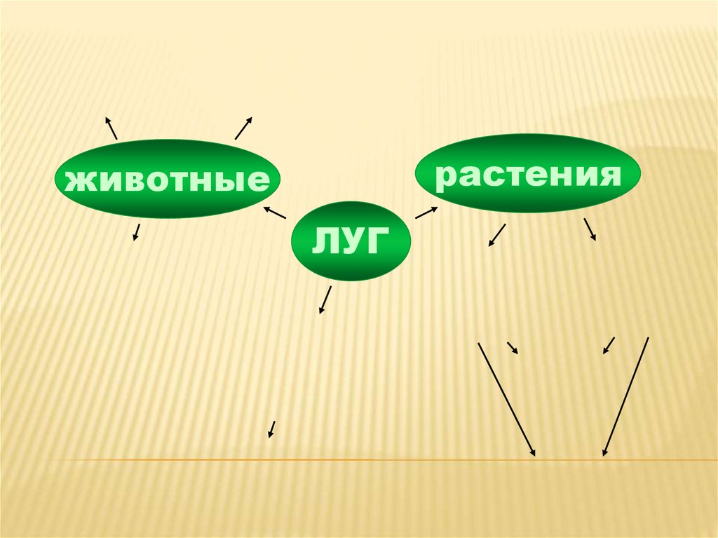 Луг презентация 6 класс