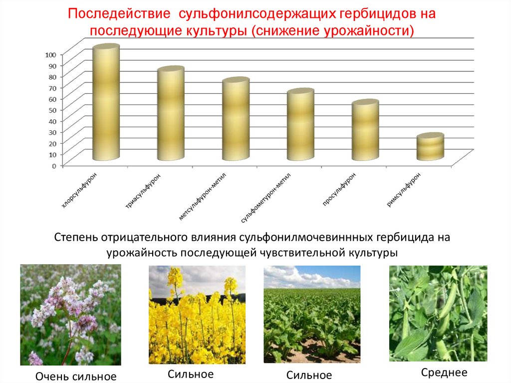 Последействие гербицидов на подсолнечнике фото