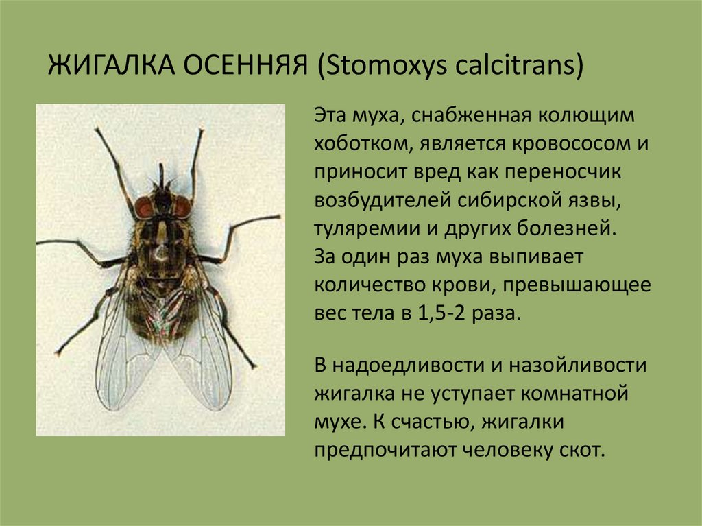 Комнатная муха как называется. Муха осенняя жигалка жизненный цикл. Комнатная Муха переносчик заболеваний. Осенняя жигалка (Stomoxys Calcitrans). Осенняя жигалка возбудитель заболевания.