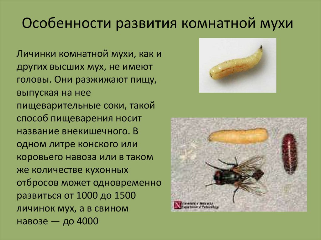 Домашняя муха развитие. Жизненный цикл личинок мух. Комнатная Муха переносчик возбудителей. Личинка комнатной мухи. Тип личинки комнатной мухи.