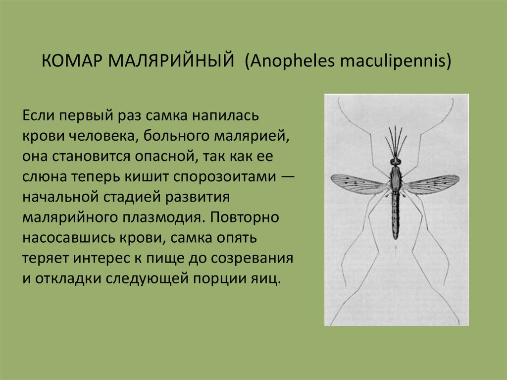 Малярийная муха. Малярийный комар Anopheles maculipennis. Комар анофелес переносчик. Самка комара анофелес. Малярийный комар презентация.