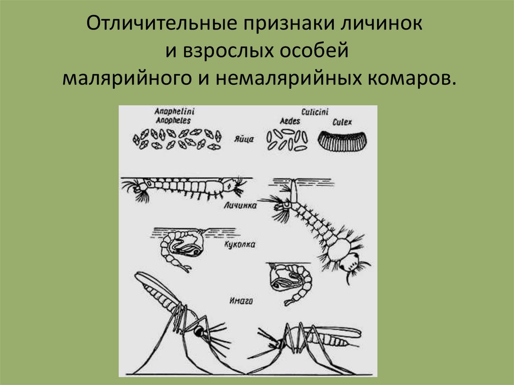 Малярийный комар развитие с полным превращением. Личинки малярийных и немалярийных комаров. Личинка куколка и Имаго малярийного и немалярийного комара. Комар анофелес цикл. Отличие личинок малярийных и немалярийных комаров.