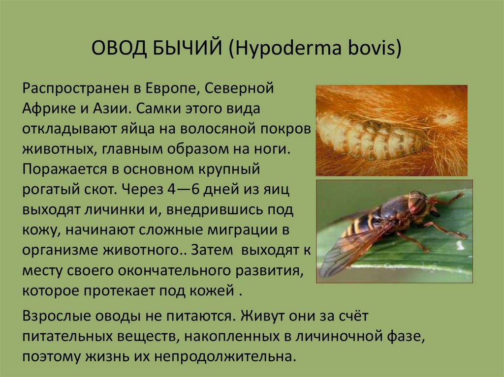 Личинки насекомых описание. Овод насекомое возбудители болезней. Личинки полостного овода.