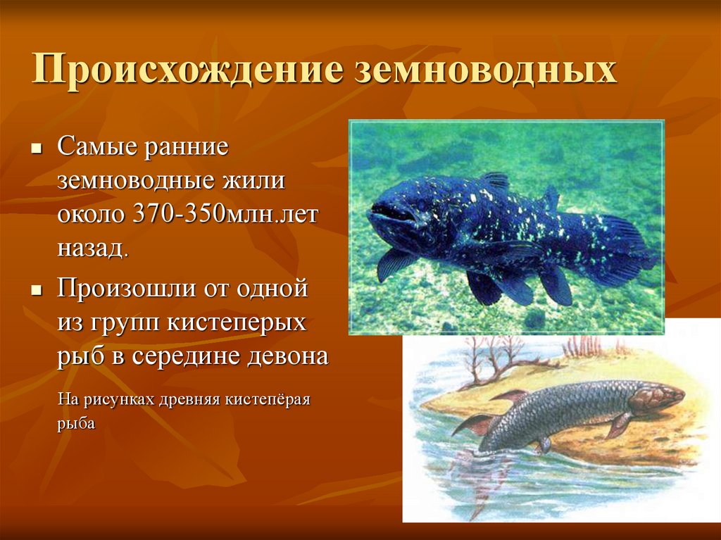 Древние земноводные произошедшие от древних рыб. Латимерия и Стегоцефал. Стегоцефалы произошли от кистепёрых рыб. Происхождение земноводных. Происхождение зе новодных.