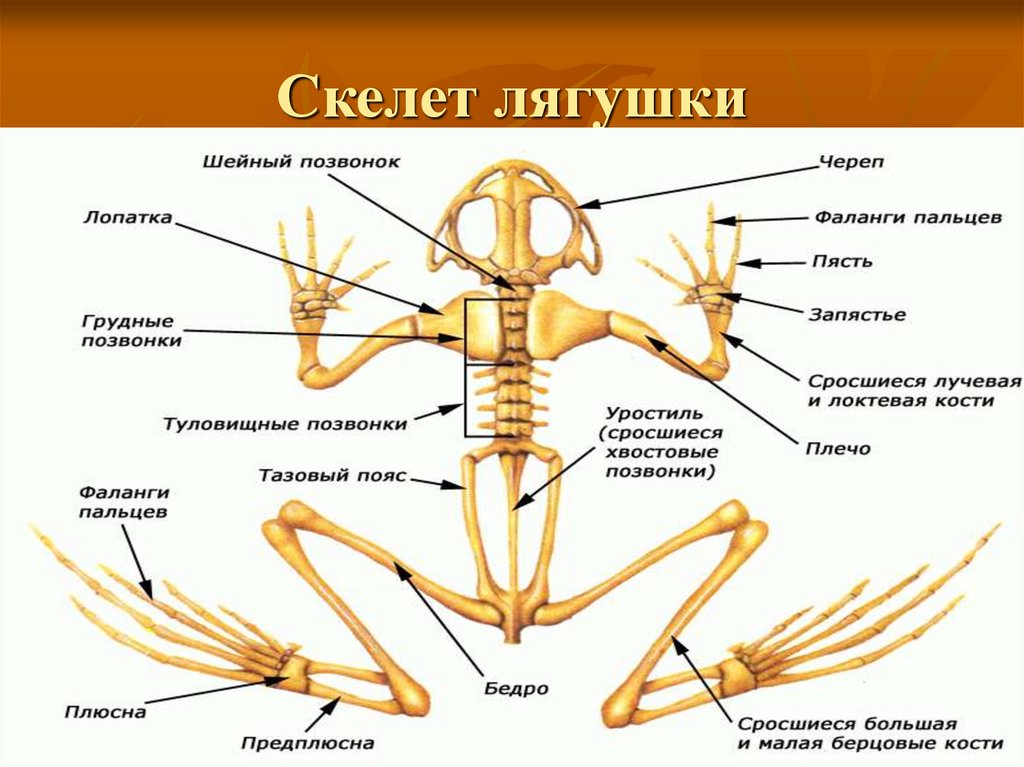 Выберите три верно обозначенные подписи к рисунку на котором изображено строение скелета лягушки