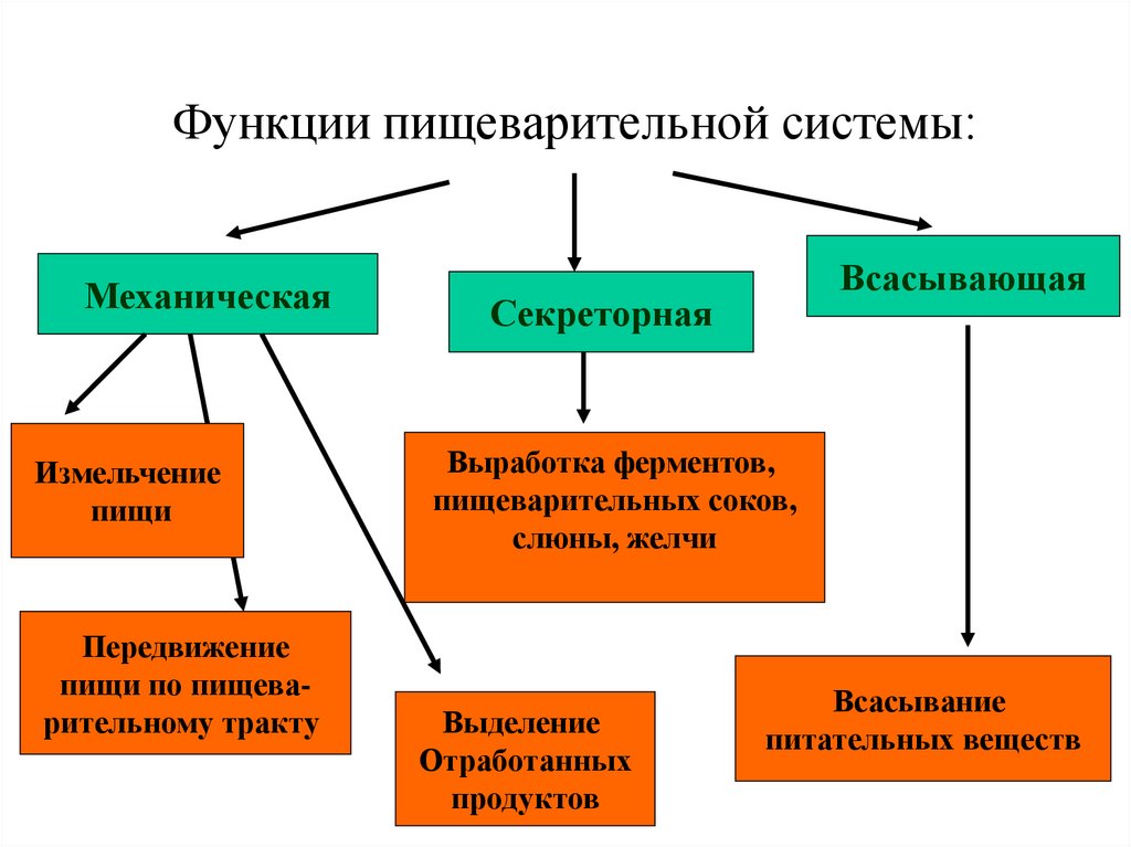 Функции органов пищеварения. Функции системы пищеварения. Функции пищеварительной системы человека. Функции пищеварительной системы человека кратко. Основные функции пищеварительной системы кратко.