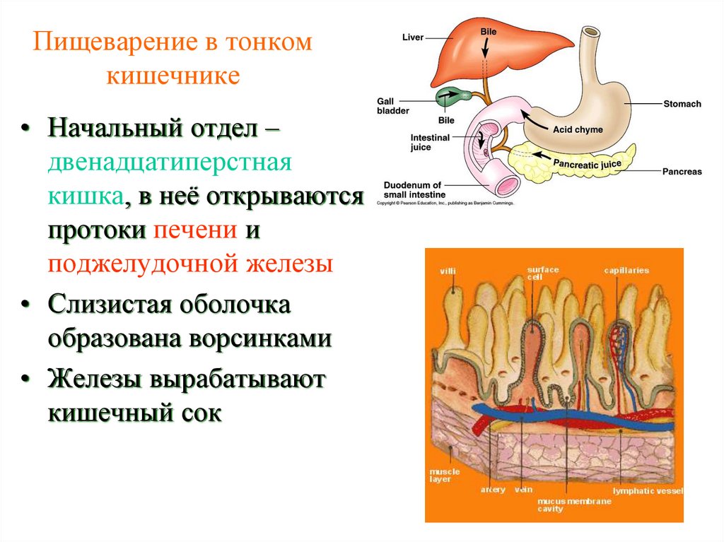 Пищеварение в тонком