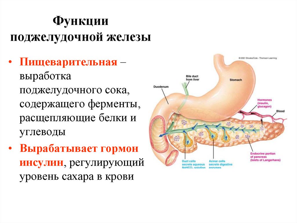 Какова роль поджелудочной железы в организме. Поджелудочная железа строение и функции анатомия. Поджелудочная железа анатомия структура. Структура строение поджелудочной железы. Поджелудочная железа топография строение функции.