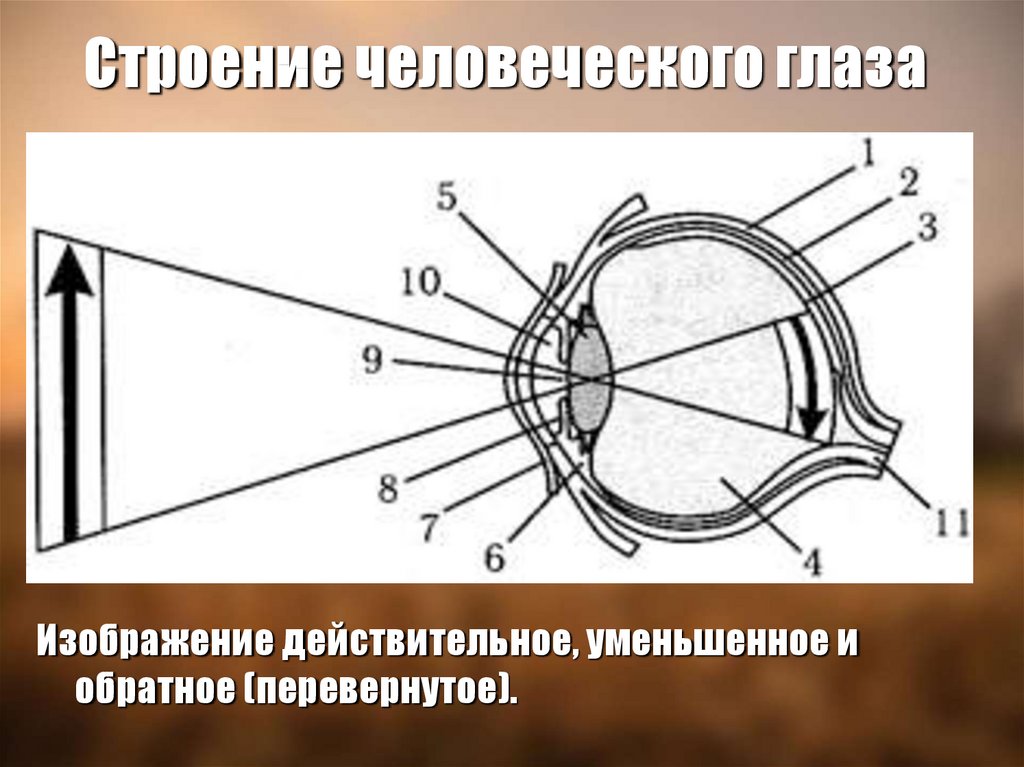 Глаз видит перевернутое изображение