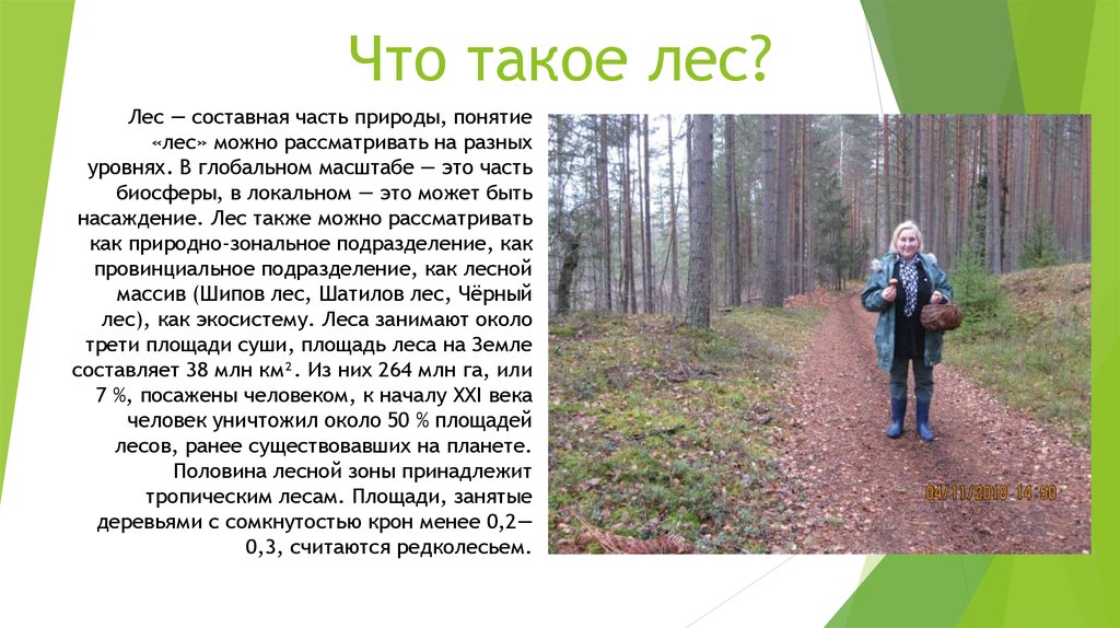 Что такое лес?