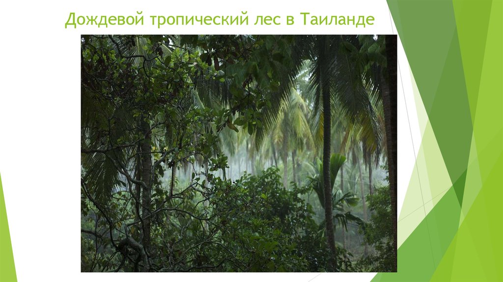 Дождевой тропический лес в Таиланде