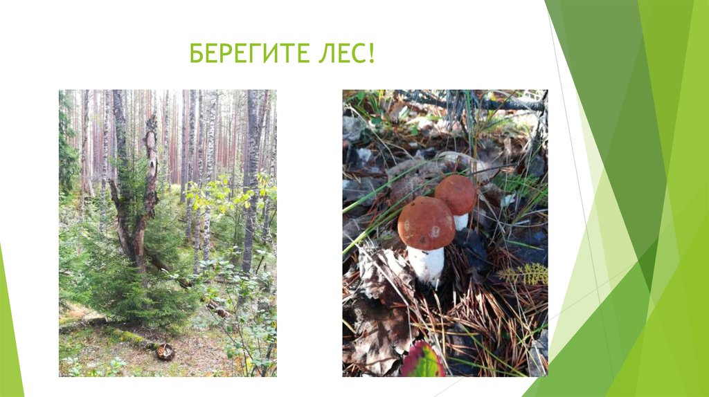 БЕРЕГИТЕ ЛЕС!