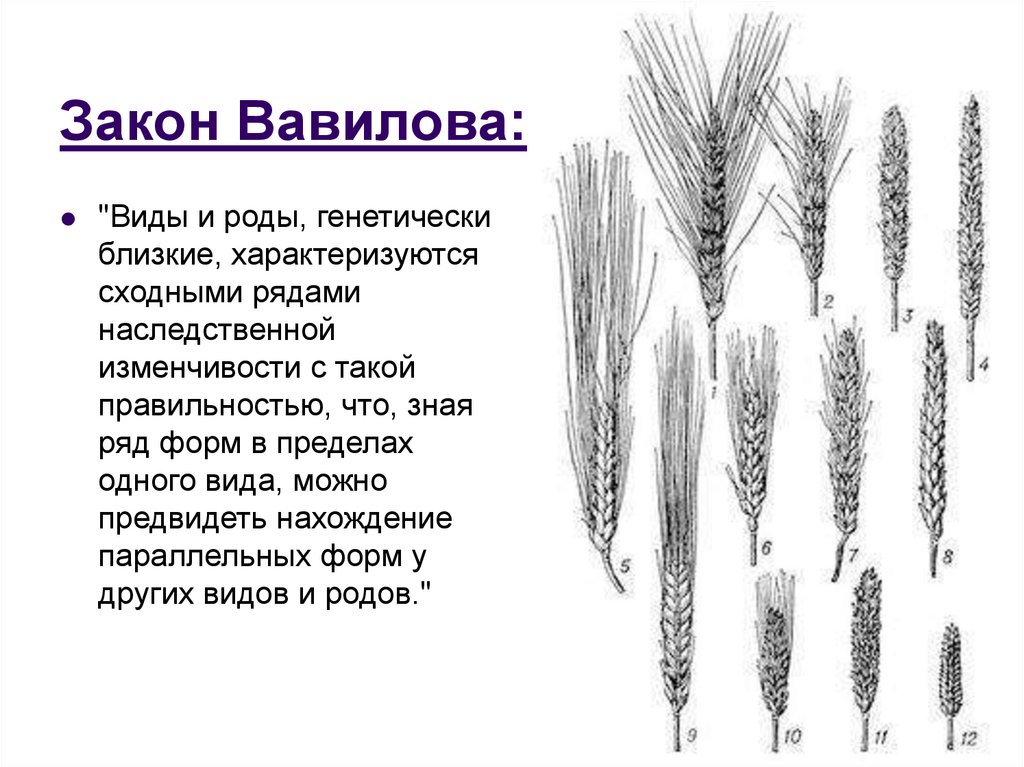 Закон вавилова о гомологических рядах наследственной изменчивости презентация
