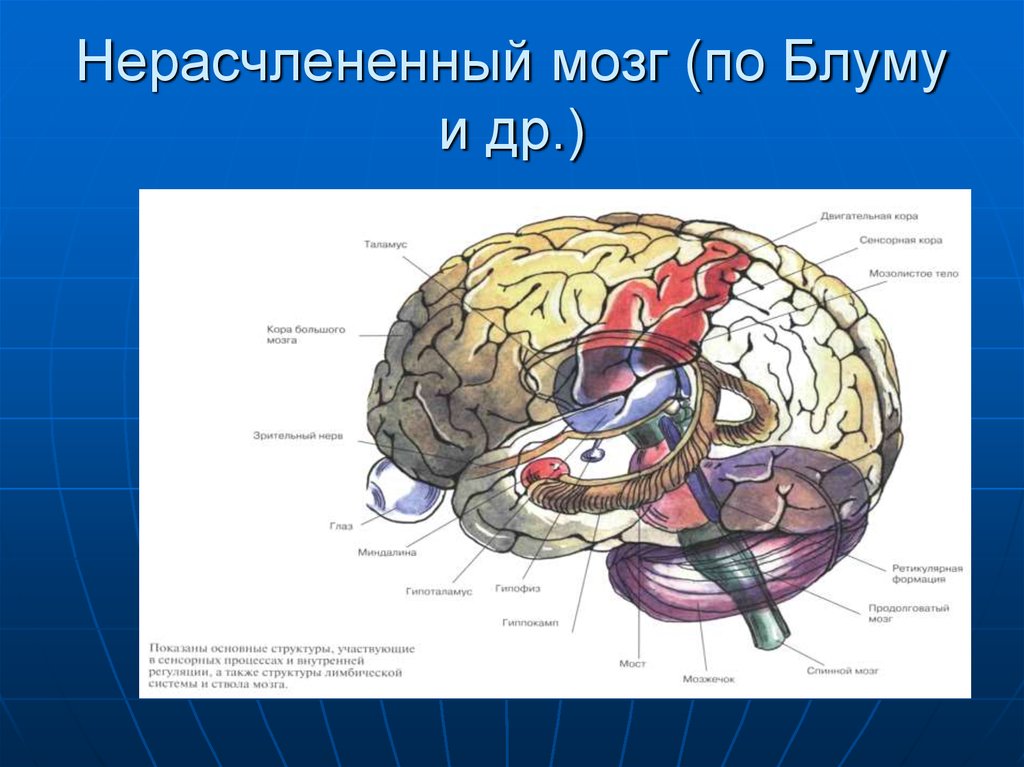 Структура головного мозга нейропсихология. Структуры мозга связанные с функцией памяти. Атлас головного мозга. Локализация психических функций в мозге