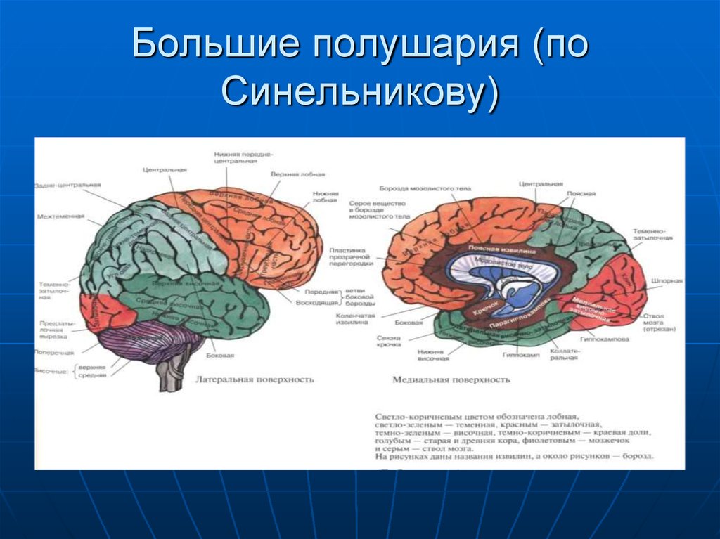 Складчатая поверхность головного мозга. Строение больших полушарий головного мозга рисунок. Медиальная поверхность полушария головного мозга. Медиальная поверхность левого полушария большого мозга.