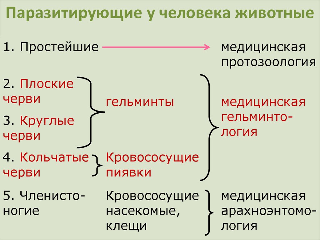 Медицинская протозоология презентация