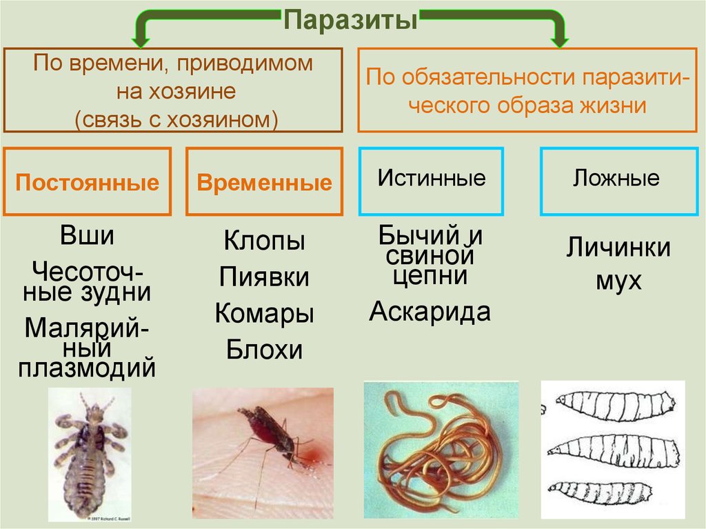 Чем наружные паразиты отличаются от. Паразитарные заболевания типы паразиты. Классификация паразитизма. Паразитизм это кратко.