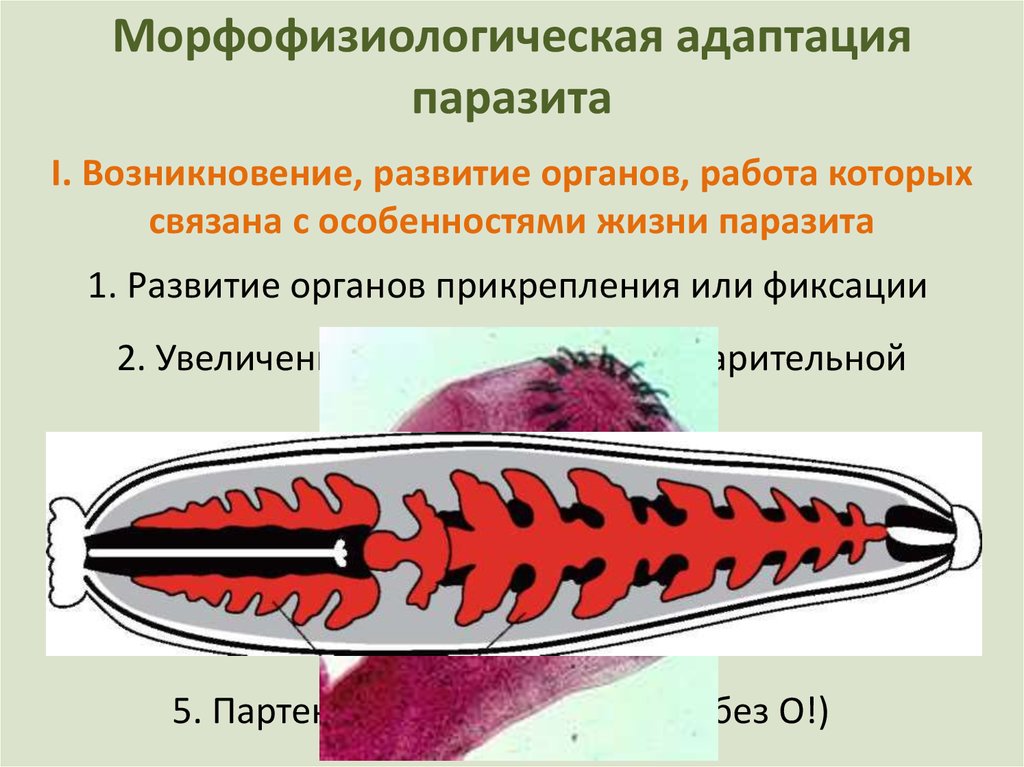 Лабораторная изучение приспособлений паразитических червей к паразитизму. Морфофизиологические адаптации паразитов. Биологические адаптации паразитов. Органы прикрепления паразитов. Морфофизиологическая и биологическая адаптация паразитов.