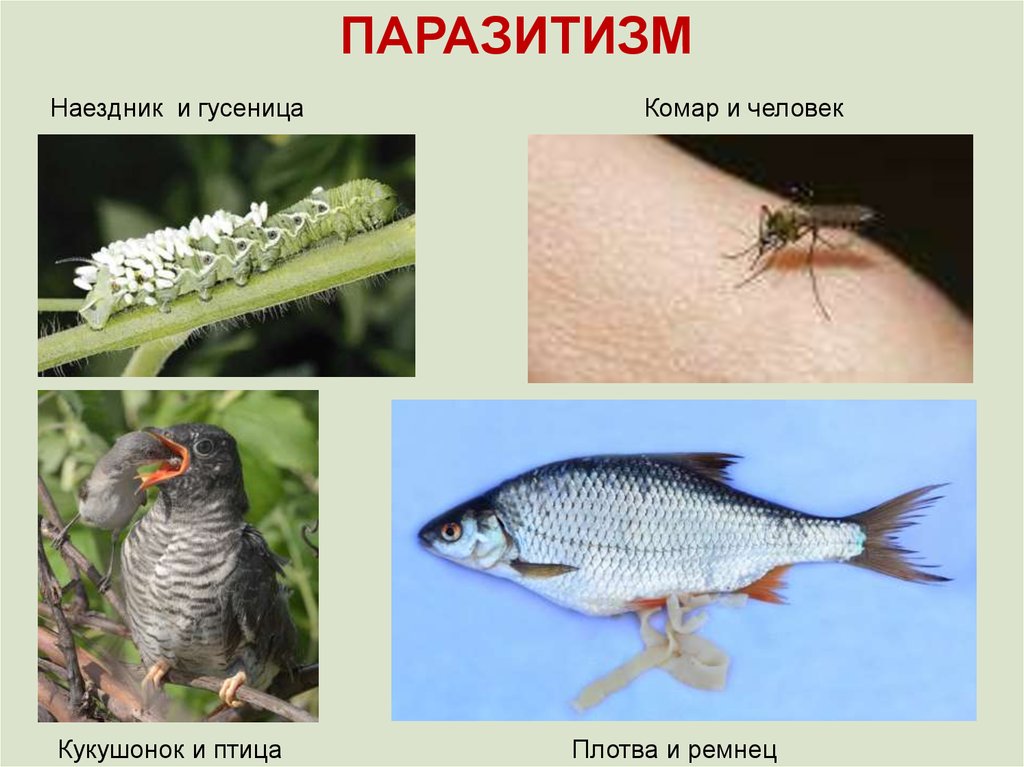 Примеры паразитизма. Паразитизм примеры. Паразитизм это в биологии. Эпипаразитизм пример. Паразитизм это в экологии.