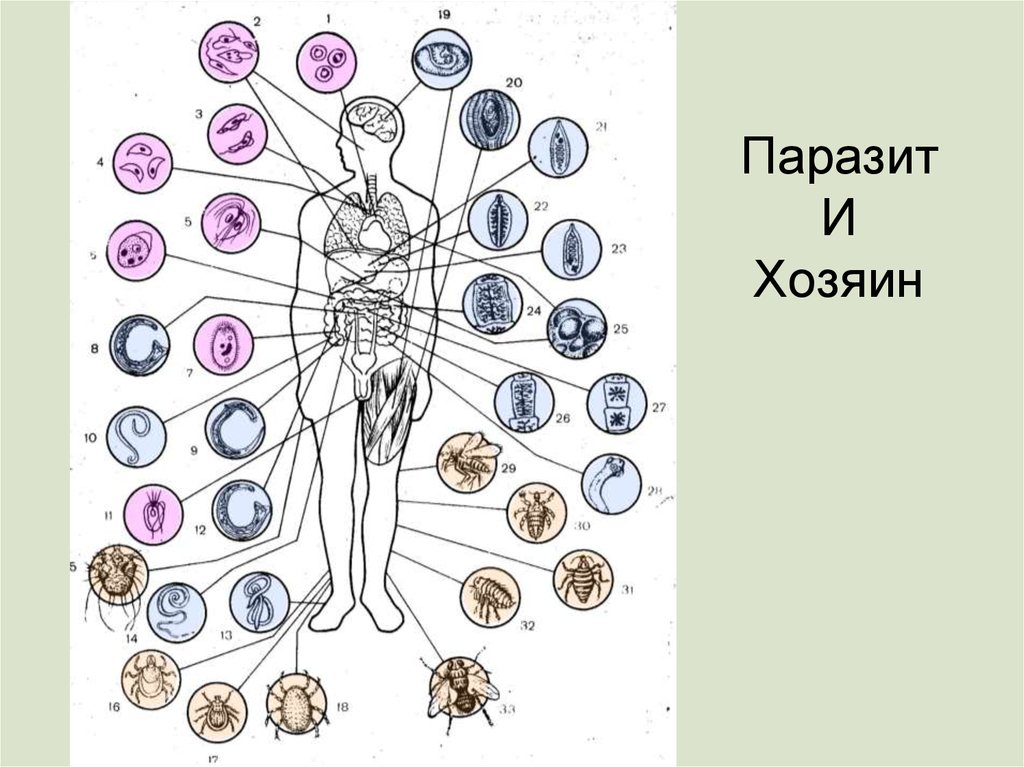 Паразит хозяин. Паразитические заболевания. Локализация паразитов в организме человека.