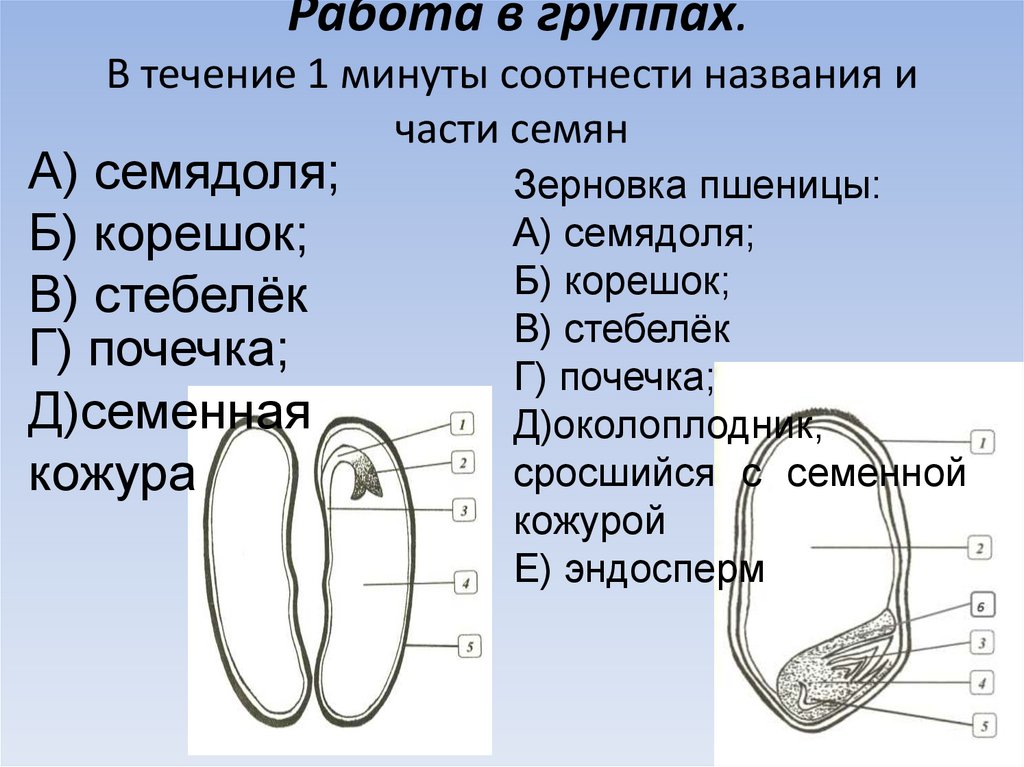 Какой цифрой на рисунке обозначена семена