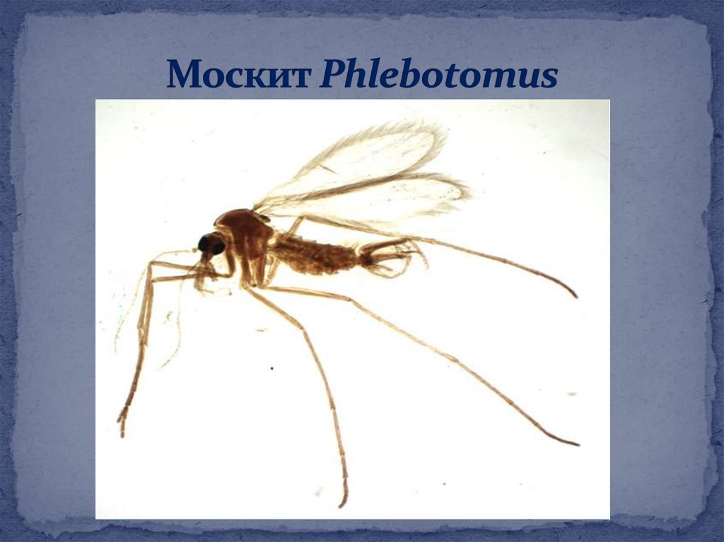 Москит Phlebotomus