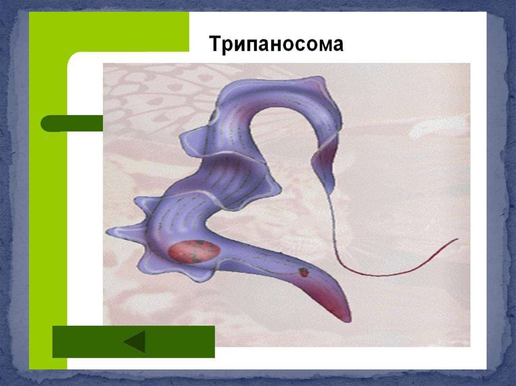 Трипаносома строение рисунок