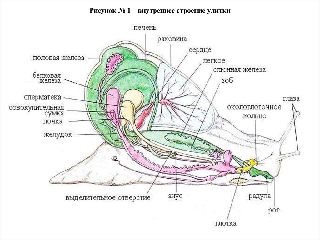 Строение улитки ахатины картинка