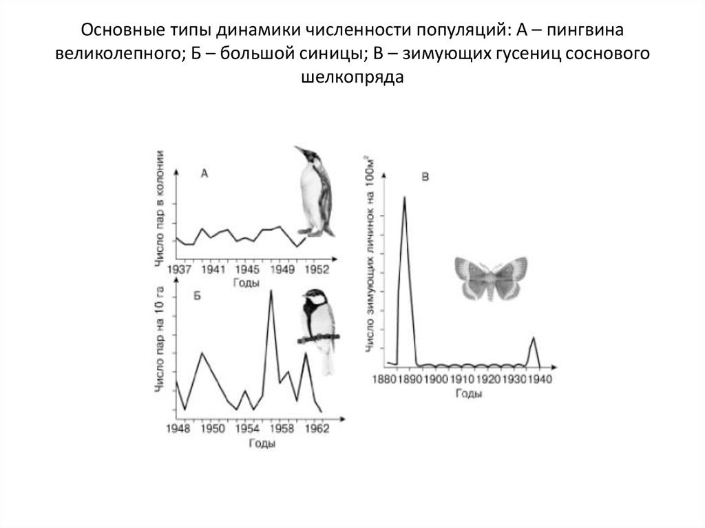 Численность популяции какого