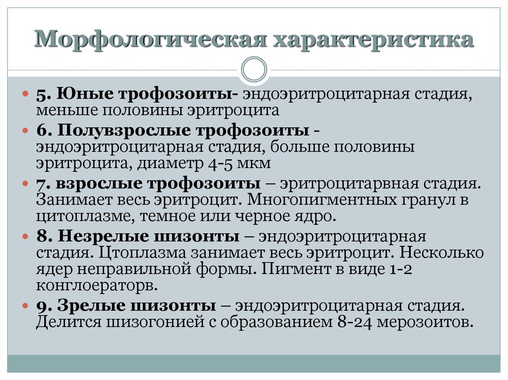 Характеристика молодого. Морфологическая характеристика. Морфологическая характеристика человека. Морфологическая характеристика больше. Эндоэритроцитарная стадия.