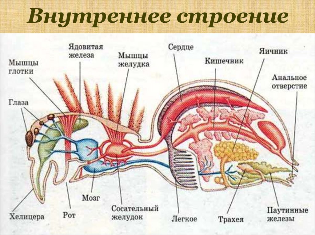 Рассмотрите рисунок раскрасьте цветными карандашами системы внутренних органов паука подпишите их