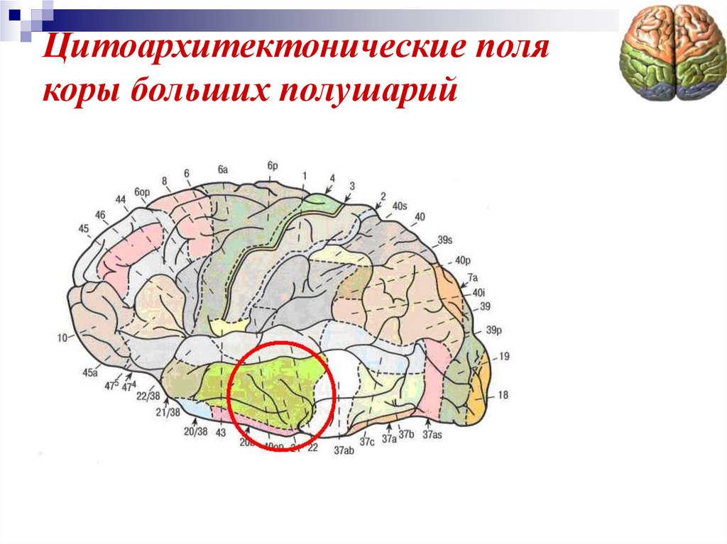 Презентация гностические слуховые расстройства