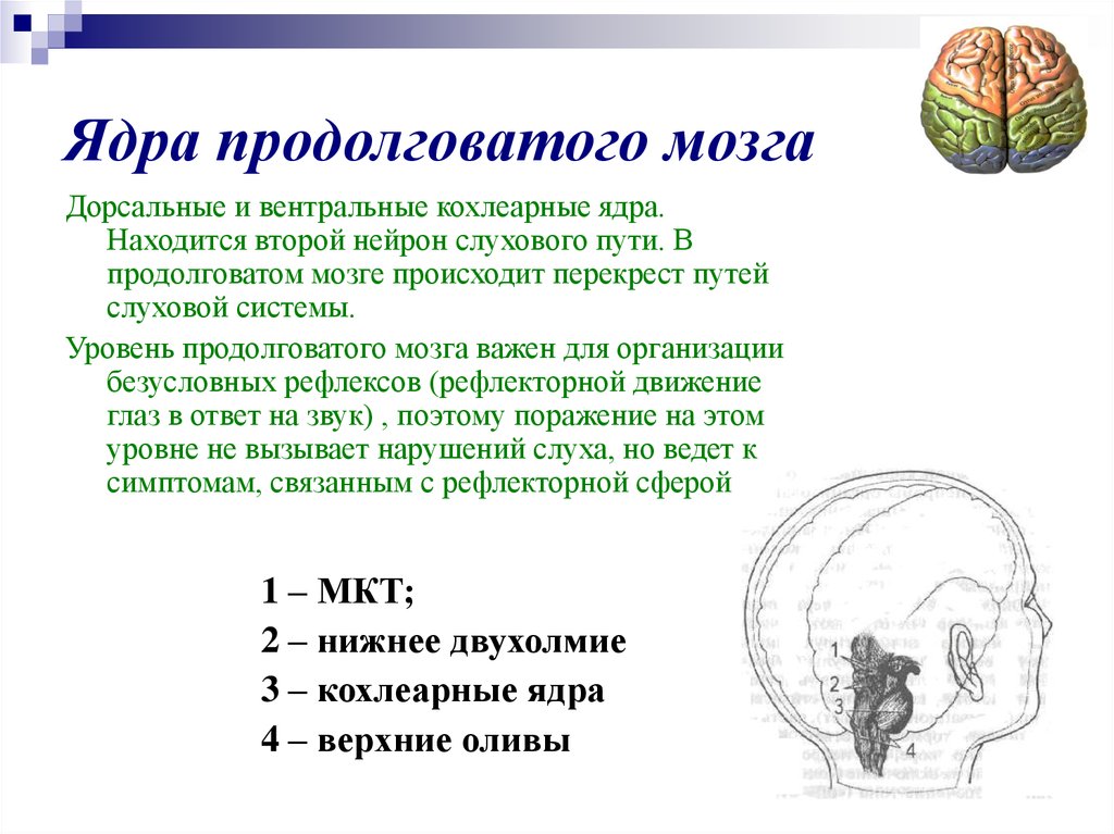 Ядра продолговатого мозга. Продолговатый мозг ядпв. Продолговатый мозг пути и ядра. Кохлеарные ядра продолговатого мозга.