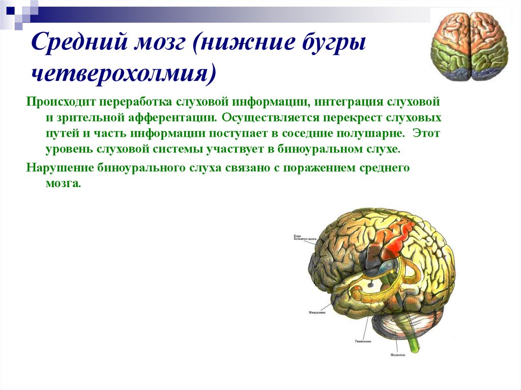 Нижний мозг. Четверохолмие мозга функции. Бугры четверохолмия среднего мозга функции. Функции среднего мозга нижние Бугры. Бугры четверохолмия среднего мозга осуществляют функцию.